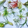 Air Plant Wholesale Mix - Easy Care Tillandsia Live Plants for Terrariums, 2-5 inches - Image 1