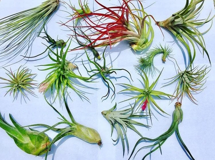 Air Plant Wholesale Mix - Easy Care Tillandsia Live Plants for Terrariums, 2-5 inches - Image 1