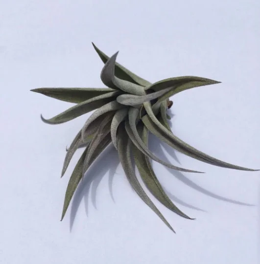 Air Plant Wholesale Mix - Easy Care Tillandsia Live Plants for Terrariums, 2-5 inches - Image 9
