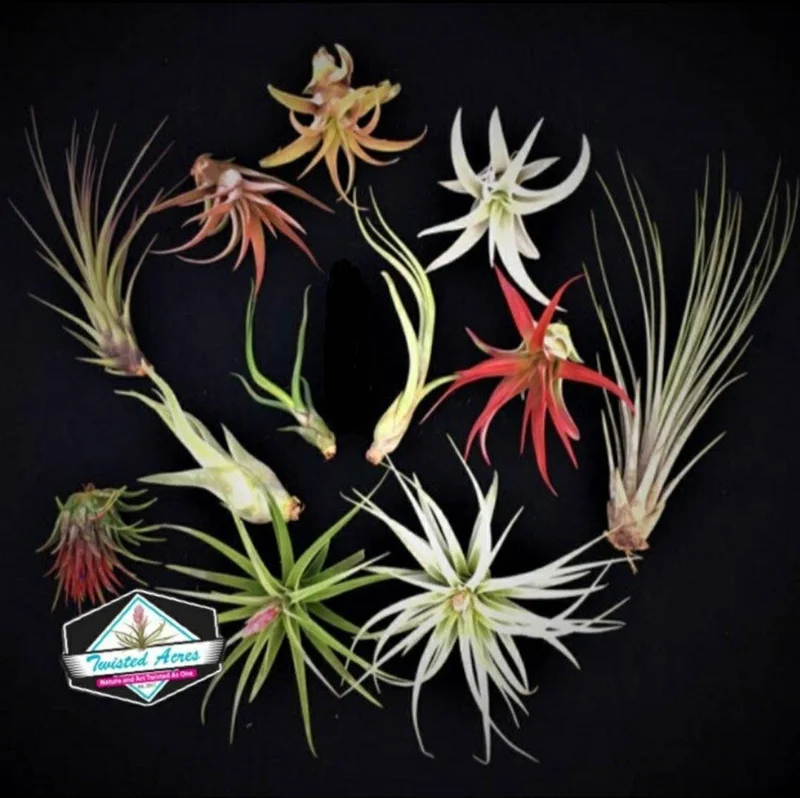 Air Plant Wholesale Mix Tillandsia Live Plants for Terrariums & Favors 2-5 inches - Image 2