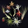 Air Plant Wholesale Mix Tillandsia Live Plants for Terrariums & Favors 2-5 inches - Image 1