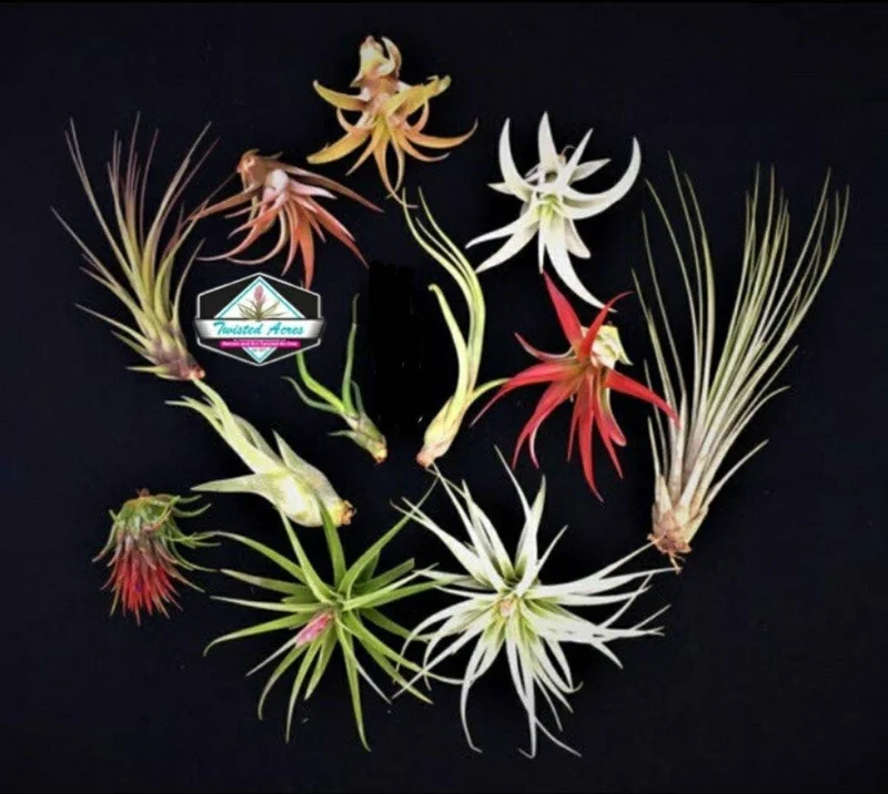 Air Plant Wholesale Mix Tillandsia Live Plants for Terrariums & Favors 2-5 inches - Image 1
