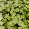 Aji Chinchi Amarillo Peruvian Hot Pepper Live Plants - 3 Pack, 75+ Days Old, Vegetative Stage - Image 1