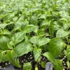 Aji Mango Hot Pepper Live Plants - Medium Heat Tropical Variety - Lot of 3 - Image 1