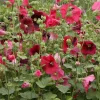 Alcea Rosea Indian Spring Hollyhock Live Plant - Starter Plant 2.5x3.5 Inch Pot - Image 1