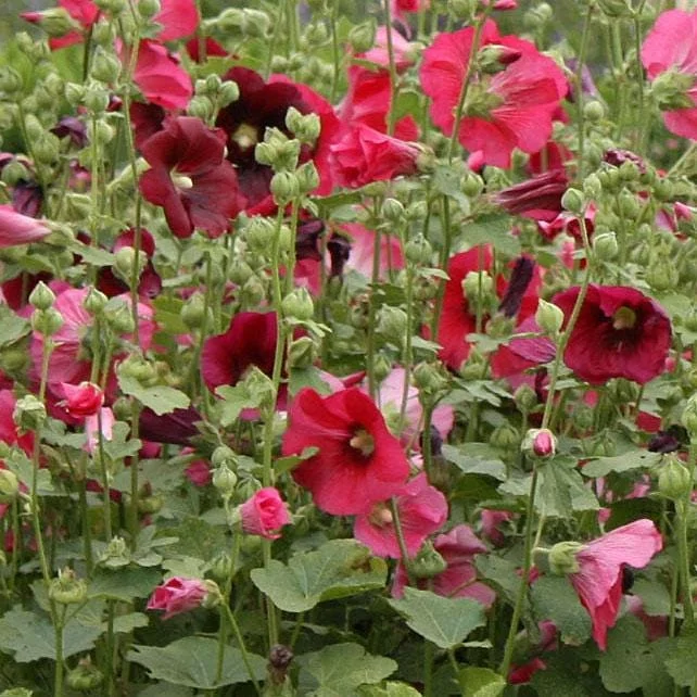 Alcea Rosea Indian Spring Hollyhock Live Plant - Starter Plant 2.5x3.5 Inch Pot - Image 1