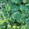 Alchemilla Thriller Lady's Mantle Live Plant – Perennial Flower – 1 inch or 2.25 inch Pot – Outdoor - Image 1