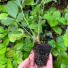 Alpine Strawberry Live Plant - Fragaria vesca - Well-Rooted Plugs - USDA Zones 4-9 - Image 1