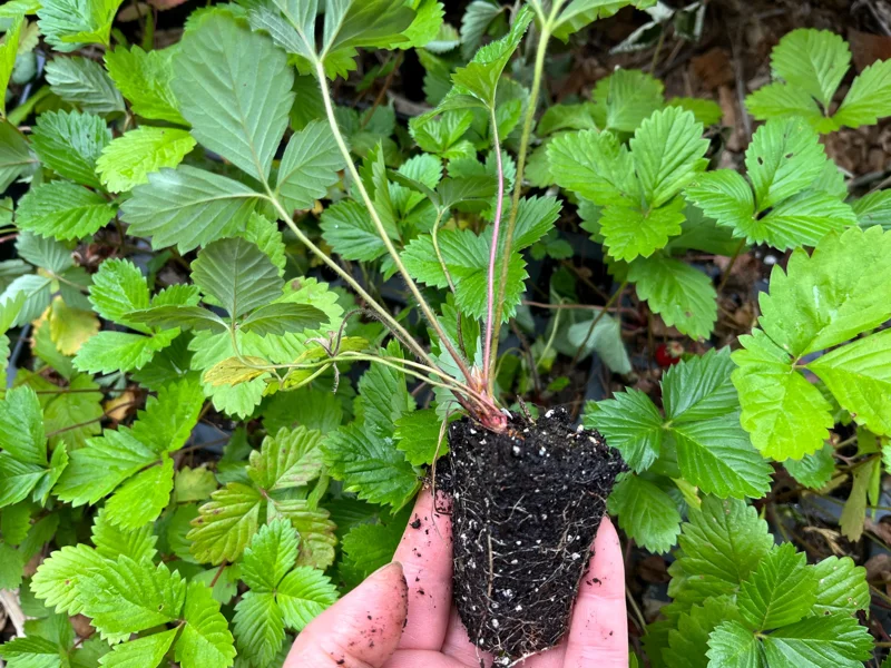 Alpine Strawberry Live Plant - Fragaria vesca - Well-Rooted Plugs - USDA Zones 4-9 - Image 1