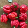 Apocalypse Scorpion Red Chili Live Plants - Super Hot Pepper - 3 Pack - 2,000,000 SHU - Image 1