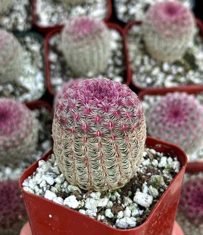 Arizona Rainbow Cactus Live Plant - Echinocereus Rigidissimus - Colorful Pink Cactus in 3", 4", 6" Pot - Image 2