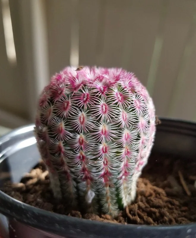 Arizona Rainbow Cactus Live Plant - Echinocereus Rigidissimus - Colorful Pink Cactus in 3", 4", 6" Pot - Image 1