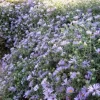 Aromatic Aster 'October Skies' Live Plant – 4-6 Inch Starter – Outdoor Perennial - Image 1