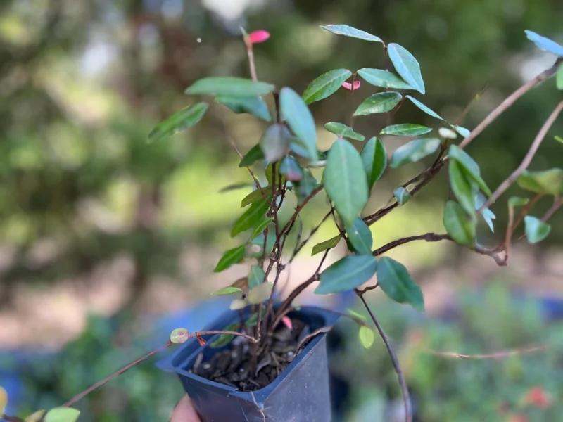 Asiatic Jasmine Live Plant - Evergreen Ground Cover Vine - 3 inch Pot - Outdoor - Image 2