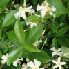 Asiatic Jasmine Live Plant - Evergreen Ground Cover Vine - 3 inch Pot - Outdoor - Image 1