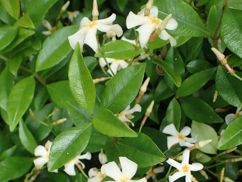 Asiatic Jasmine Live Plant - Evergreen Ground Cover Vine - 3 inch Pot - Outdoor - Image 1