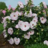 Ballet Slippers Hibiscus Live Plant – Winter Hardy Perennial Bush – 2.5x3.5 inch Pot – Outdoor - Image 1