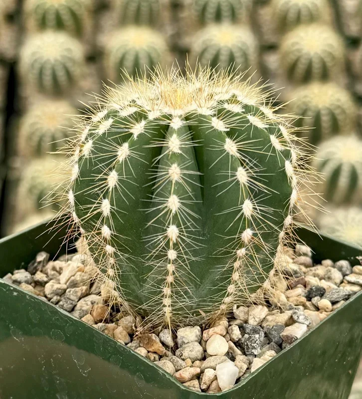 Balloon Cactus Parodia Magnifica Live Plant - 4 Inch Pot - Indoor/Outdoor - Image 2
