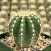 Balloon Cactus Parodia Magnifica Live Plant - 4 Inch Pot - Indoor/Outdoor - Image 1