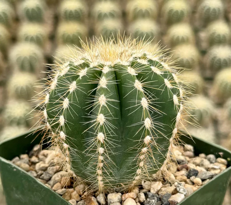 Balloon Cactus Parodia Magnifica Live Plant - 4 Inch Pot - Indoor/Outdoor - Image 1
