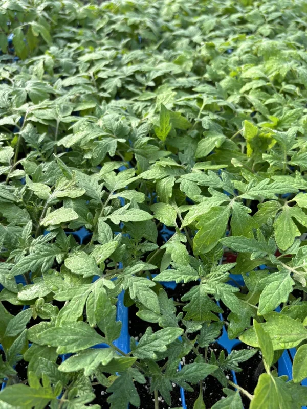 Beefsteak Tomato Live Plants - 3 Pack, 6-10 Inch, 60+ Days Old, Vegetable Garden - Image 1