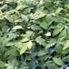 Big Beef Tomato Live Plants - 3 Pack, 6-10 Inches, 60+ Days Old, Vegetable Garden - Image 1