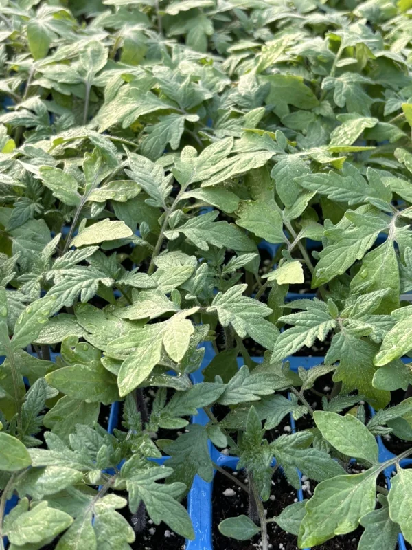 Big Beef Tomato Live Plants - 3 Pack, 6-10 Inches, 60+ Days Old, Vegetable Garden - Image 1