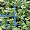 Big Boy Tomato Live Plants - Set of 4, 6-10 Inches Tall, 60+ Days Old, Outdoor Vegetable - Image 1