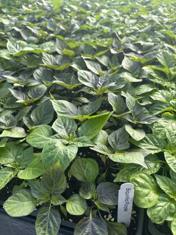 BIQUINHO PURPLE HOT CHILI LOT OF 3 Hot Pepper LIVE PLANTS - Image 2