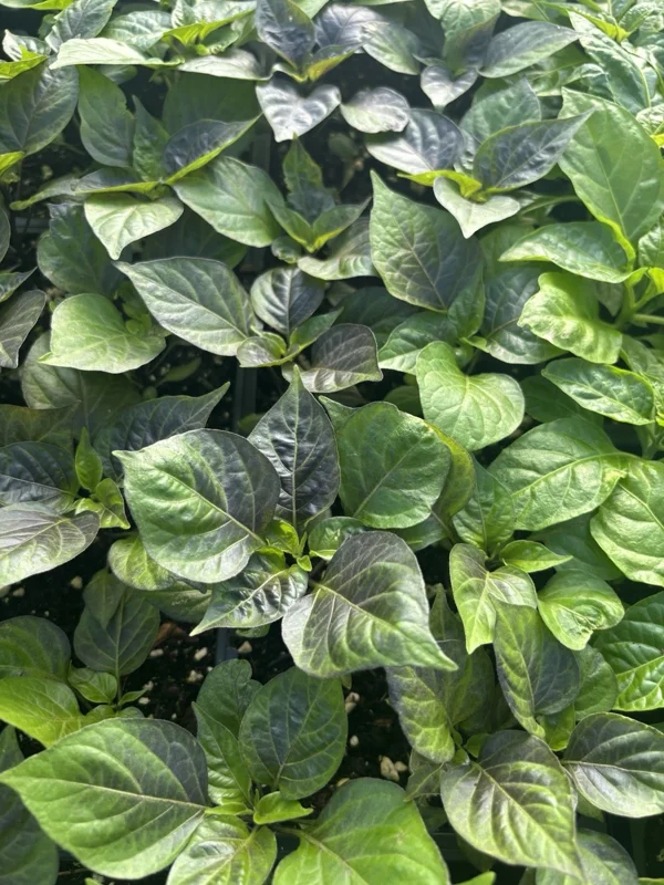 BIQUINHO PURPLE HOT CHILI LOT OF 3 Hot Pepper LIVE PLANTS - Image 3