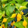 Biquinho Sweety Drop Yellow Chili Live Plants - Lot of 3 Hot Peppers - Image 1