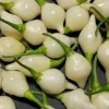 Biquinho White Hot Chili Pepper Live Plant - Pack of 3 Vegetative Stage - Image 1