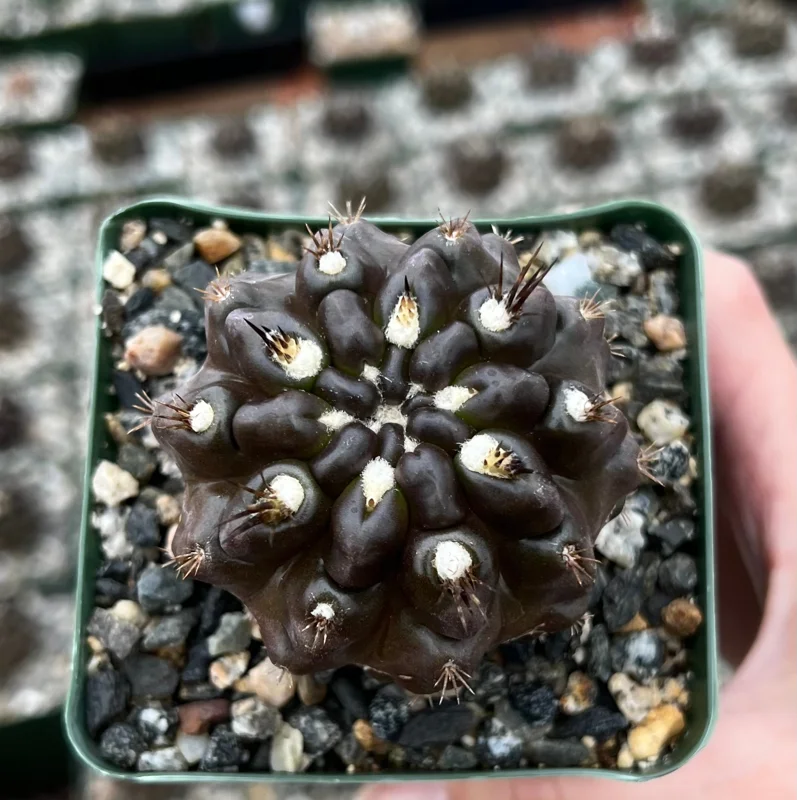 Black Cactus Neochilenia Huascensis Live Plant – Rare Succulent in 4 Inch Pot - Image 2