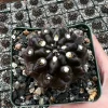 Black Cactus Neochilenia Huascensis Live Plant – Rare Succulent in 4 Inch Pot - Image 1