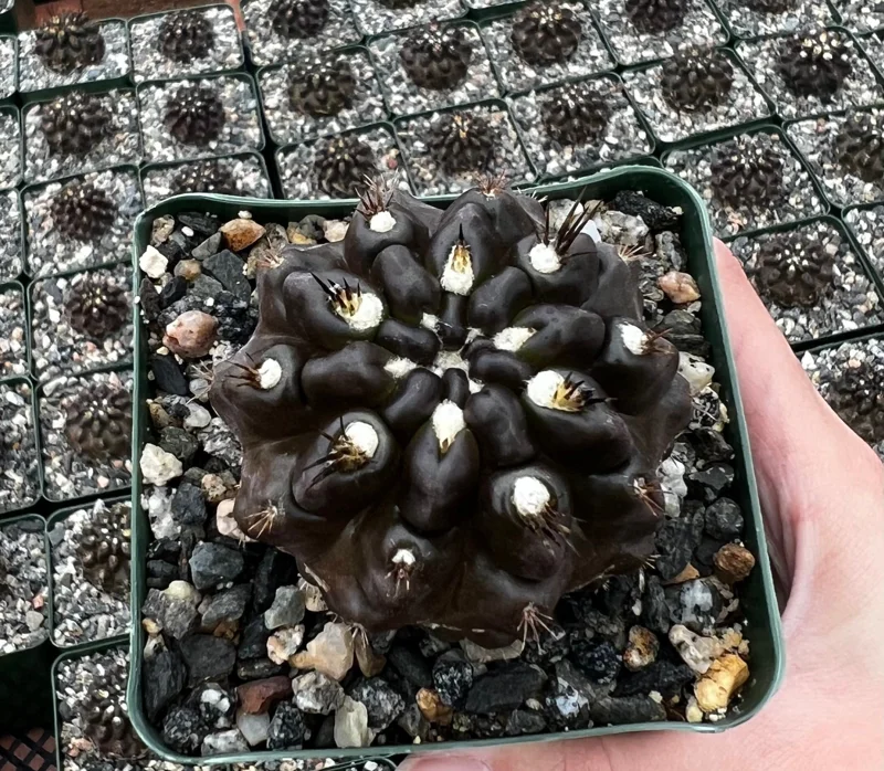 Black Cactus Neochilenia Huascensis Live Plant – Rare Succulent in 4 Inch Pot - Image 1