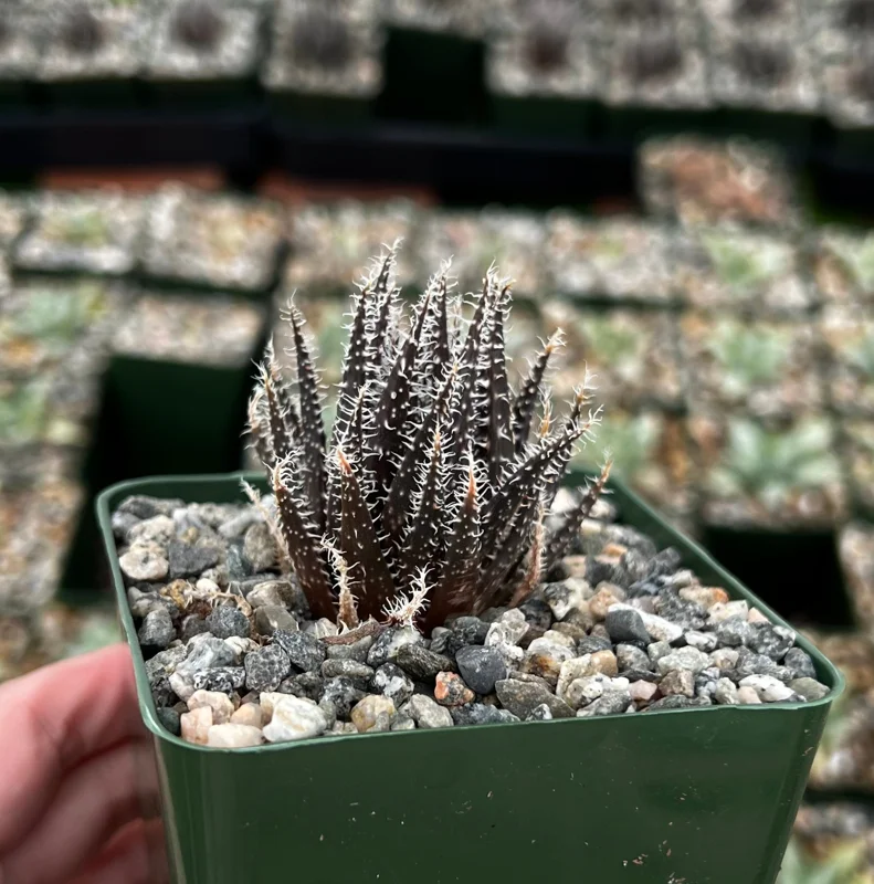 Black Haworthia Aloe Haworthioides Live Succulent Plant in 3.5 Inch Pot, Rare - Image 2