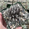 Black Haworthia Aloe Haworthioides Live Succulent Plant in 3.5 Inch Pot, Rare - Image 1