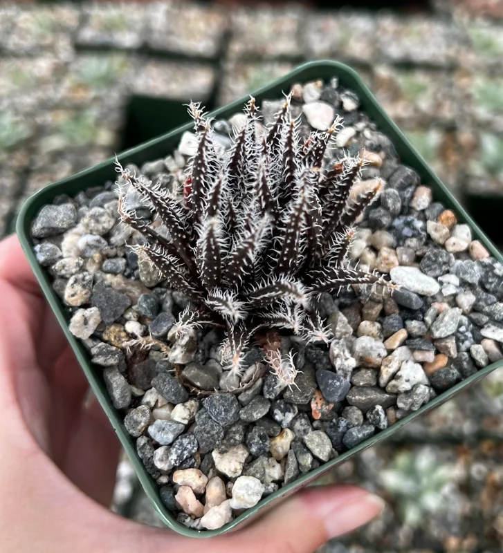 Black Haworthia Aloe Haworthioides Live Succulent Plant in 3.5 Inch Pot, Rare - Image 1