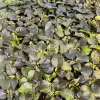 Black Naga Twister Super Hot Pepper Live Plants - Lot of 3, 75+ Days Old, Vegetative Stage - Image 1