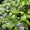 Black Panther Super Hot Pepper Live Plants - 3-Pack, 75+ Days Old, Vegetative Stage - Image 1