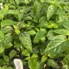 Black Pearl Black Leaf Hot Pepper Live Plants - Ornamental & Edible - Lot of 3 - Image 1