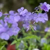 Blue Plumbago Live Plant - Long-Flowering Perennial Groundcover - Zones 5-9 - Image 1