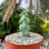 Boobie Cactus Live Plant - Myrtillocactus Geometrizans - Rare Exotic Succulent - 4, 6, 8 inch pot - Image 1