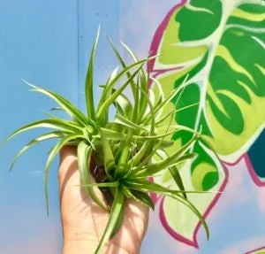 Brachycaulos Abdita Air Plant Live Plant Tillandsia for Terrariums 3-6 inches Indoor - Image 2