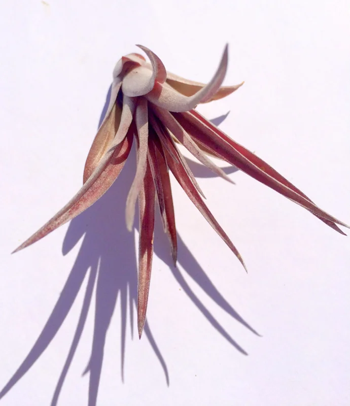 Brachycaulos Abdita Air Plant Live Plant Tillandsia for Terrariums 3-6 inches Indoor - Image 3