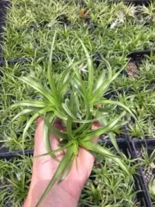 Brachycaulos Abdita Air Plant Live Plant Tillandsia for Terrariums 3-6 inches Indoor - Image 4