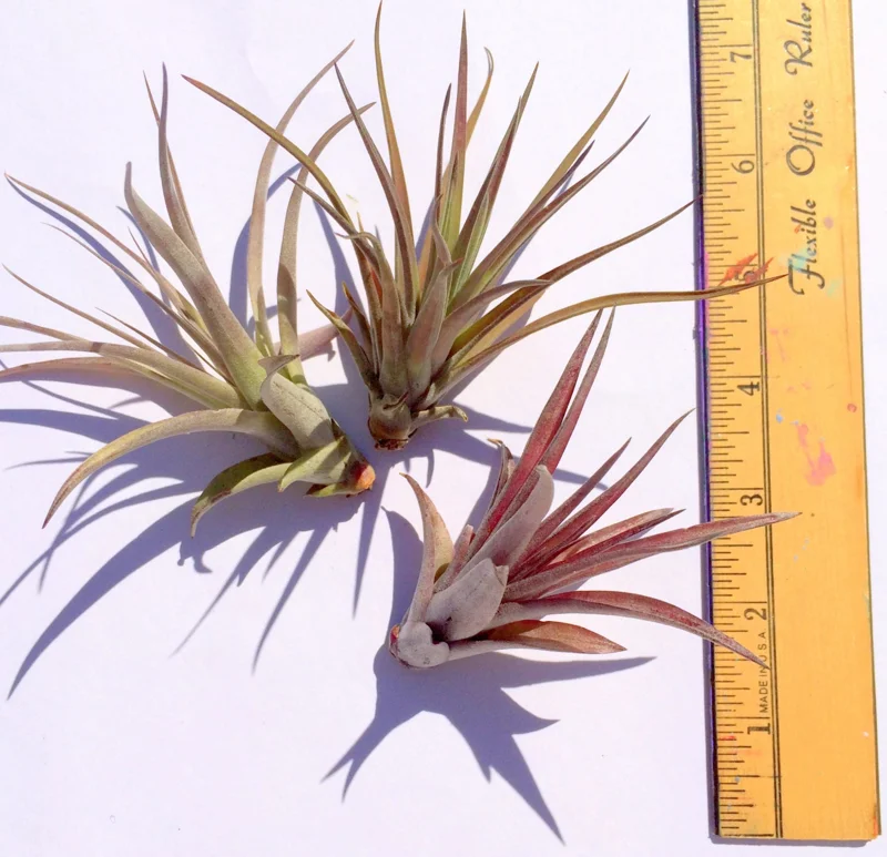 Brachycaulos Abdita Air Plant Live Plant Tillandsia for Terrariums 3-6 inches Indoor - Image 5