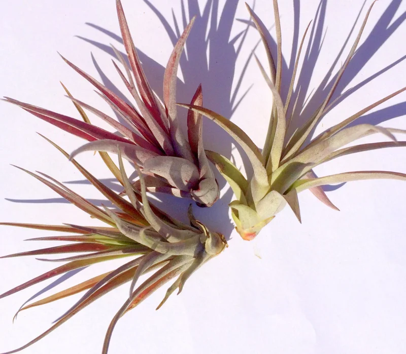 Brachycaulos Abdita Air Plant Live Plant Tillandsia for Terrariums 3-6 inches Indoor - Image 6