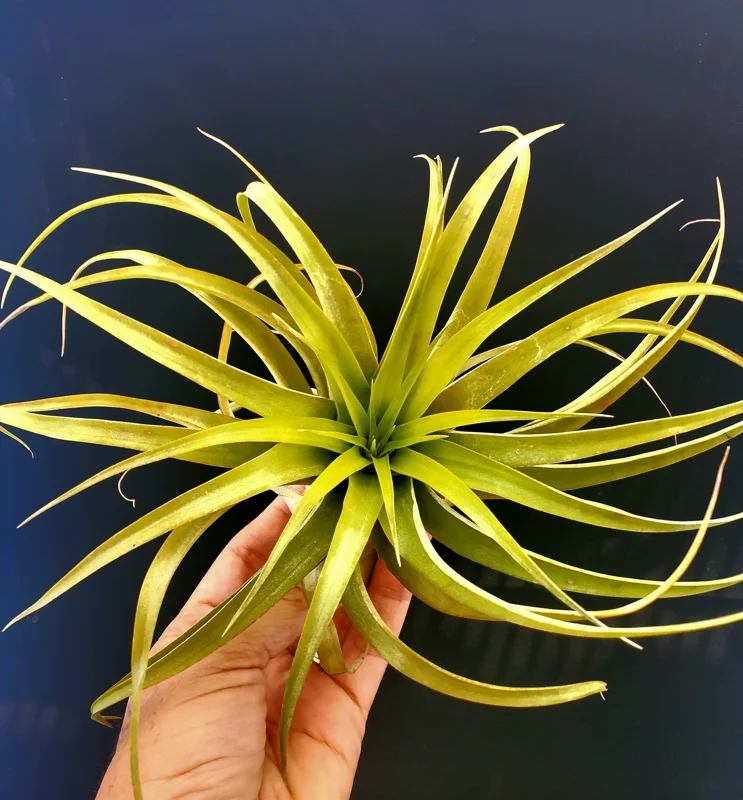 Brachycaulos Abdita Air Plant Live Plant Tillandsia for Terrariums 3-6 inches Indoor - Image 7