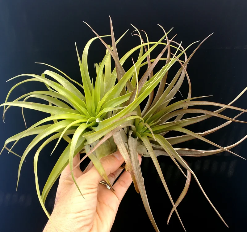 Brachycaulos Abdita Air Plant Live Plant Tillandsia for Terrariums 3-6 inches Indoor - Image 8